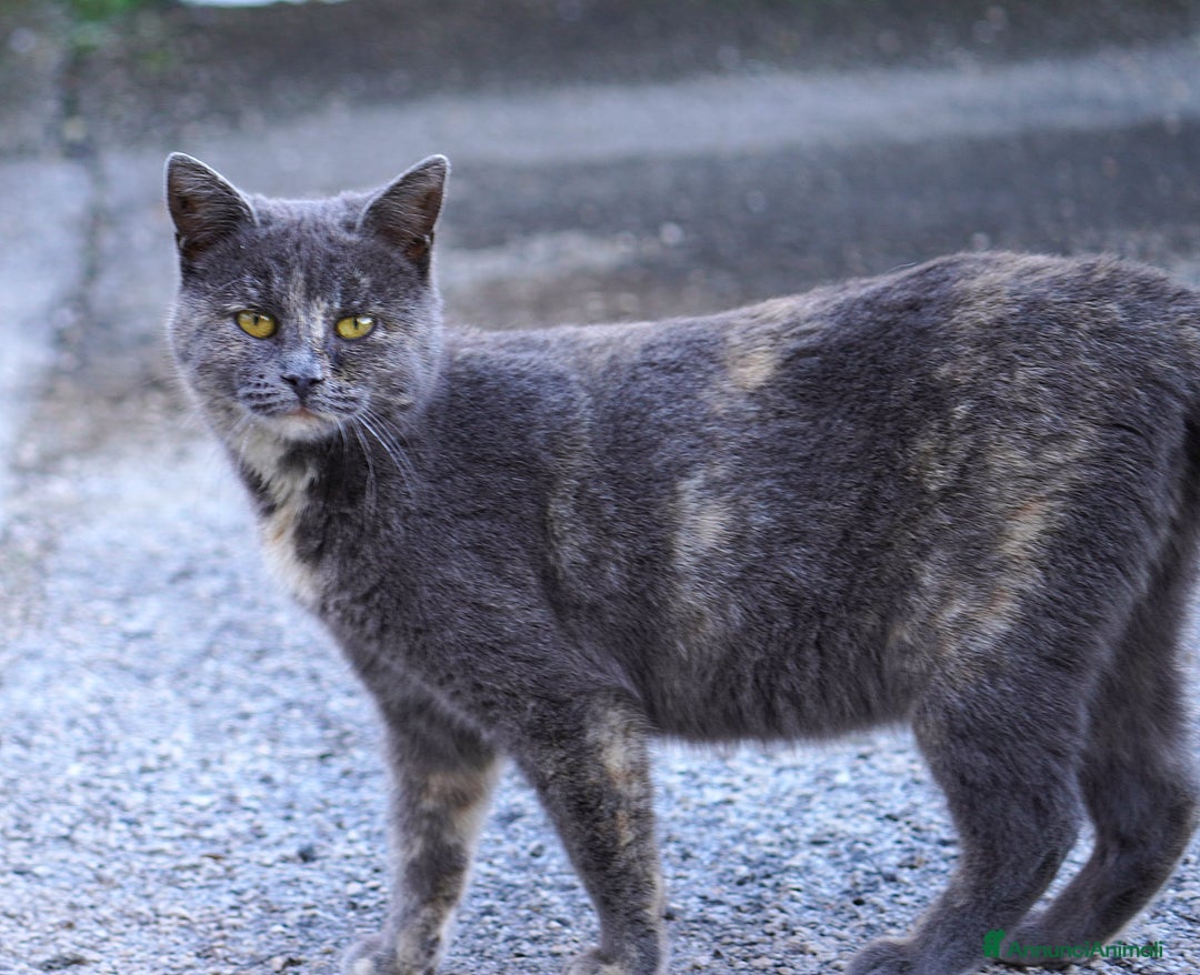 Meticcio gatti in regalo: Scheggia, gattina meravigliosa  - Annuncio 3