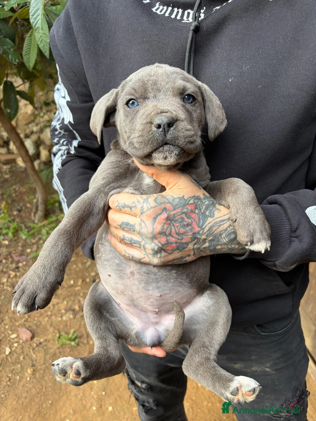 Cane Corso cani in vendita: Cuccioli di Cane Corso - Annuncio 13