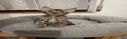 Bengala gatti in vendita: meraviglie Selected Breed  - Annuncio 8