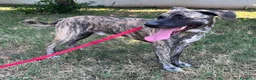 Meticcio cani in regalo: VITO CERCA CASA - Annuncio 4