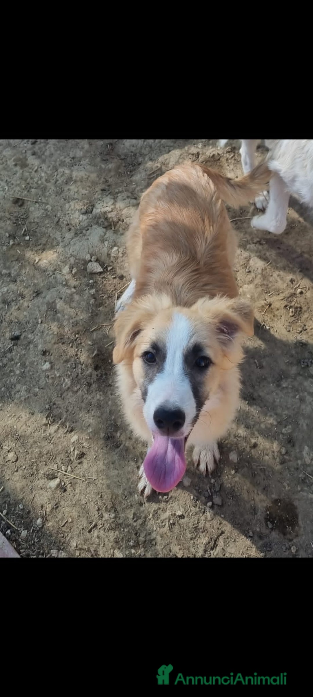 Altre razze cani in regalo: DENNY SAMMY - Annuncio 2