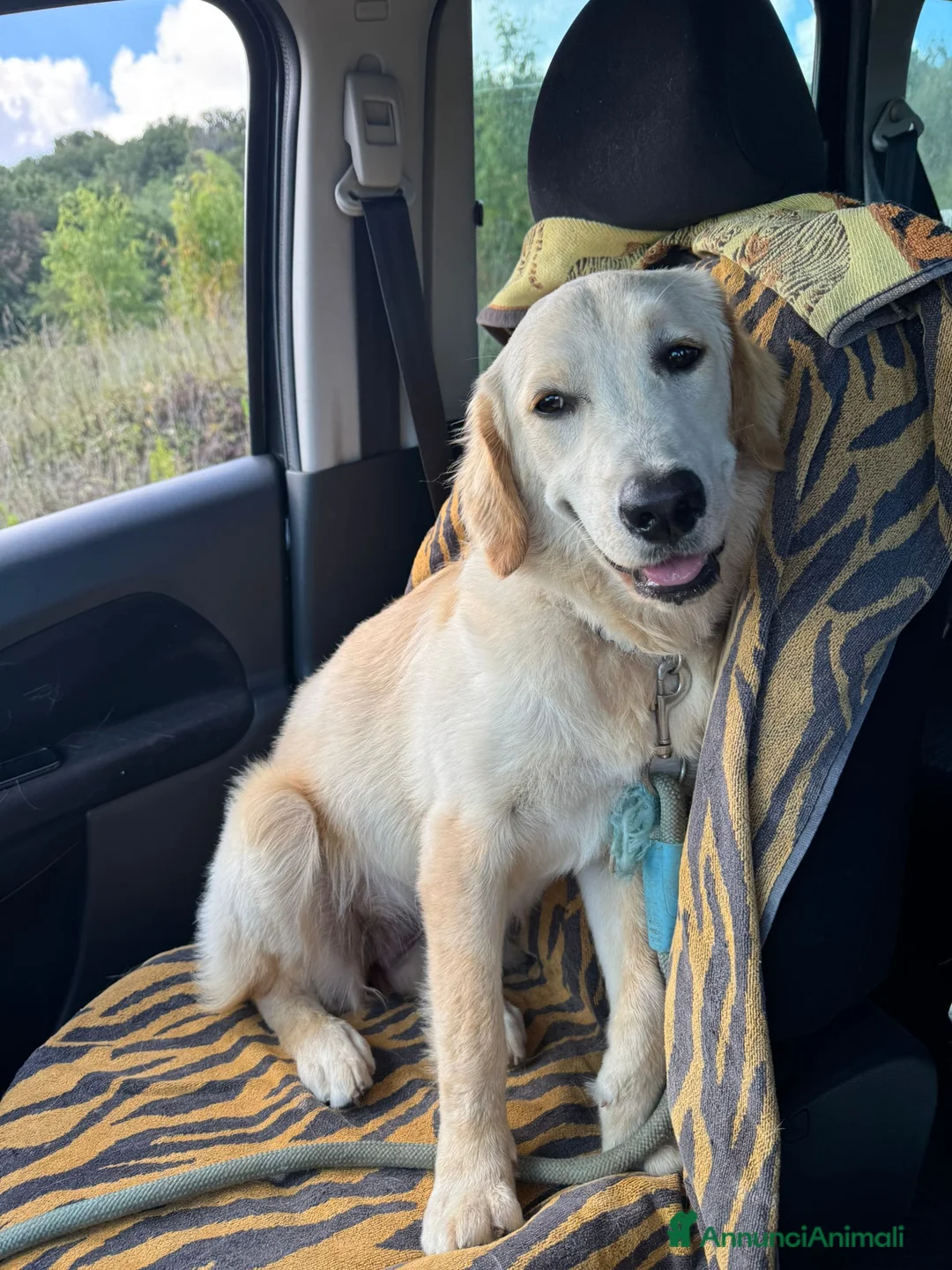 Labrador cani in regalo: NUVOLA LABRADORINA MERAVIGLIOSA  - Annuncio 6