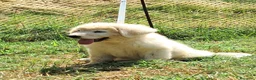 Pastore Abbruzzese Maremmano cani in vendita: Cuccioli di pastore Abruzzese Maremmano  - Annuncio 11