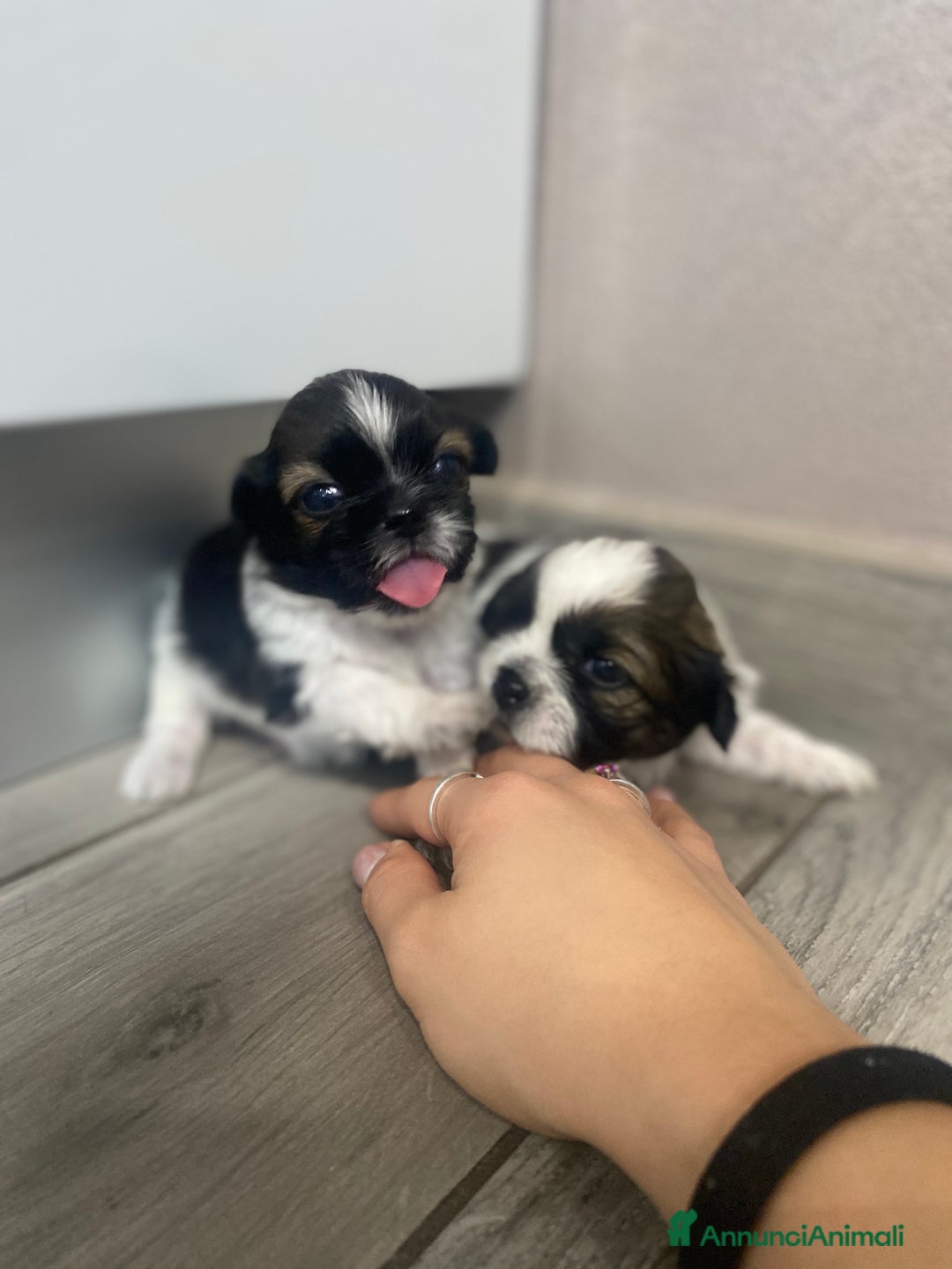 Shih Tzu cani in vendita: cuccioli di Shitzu - Annuncio 2