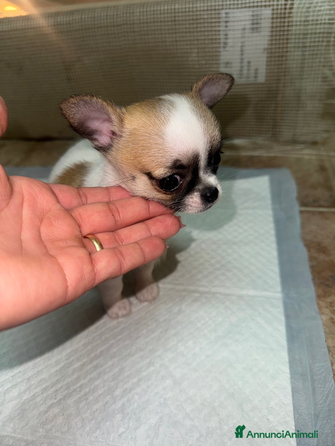 Chihuahua cani in vendita: Cucciole di chihuahua - Annuncio 9