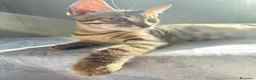 Bengala gatti in vendita: Cuccioli bengala  a Provincia della Spezia - Annuncio 23