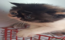 Exotic Shorthair gatti in vendita: Cucciola esotica molto bella a Provincia di Pisa - Immagine 2