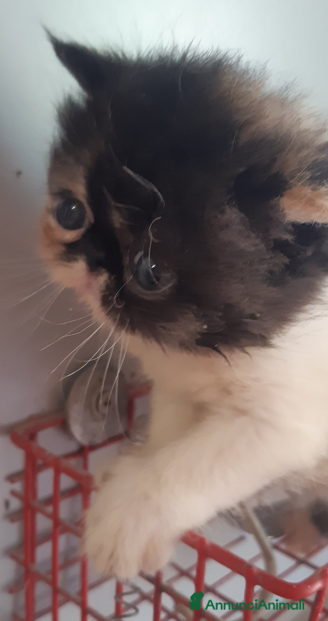 Exotic Shorthair gatti in vendita: Cucciola esotica molto bella a Provincia di Pisa - Immagine 2