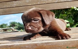 Labrador cani in vendita: Cuccioli Labrador Chocolate con pedigree enci a Metropolitan City of Rome Capital - Immagine 8