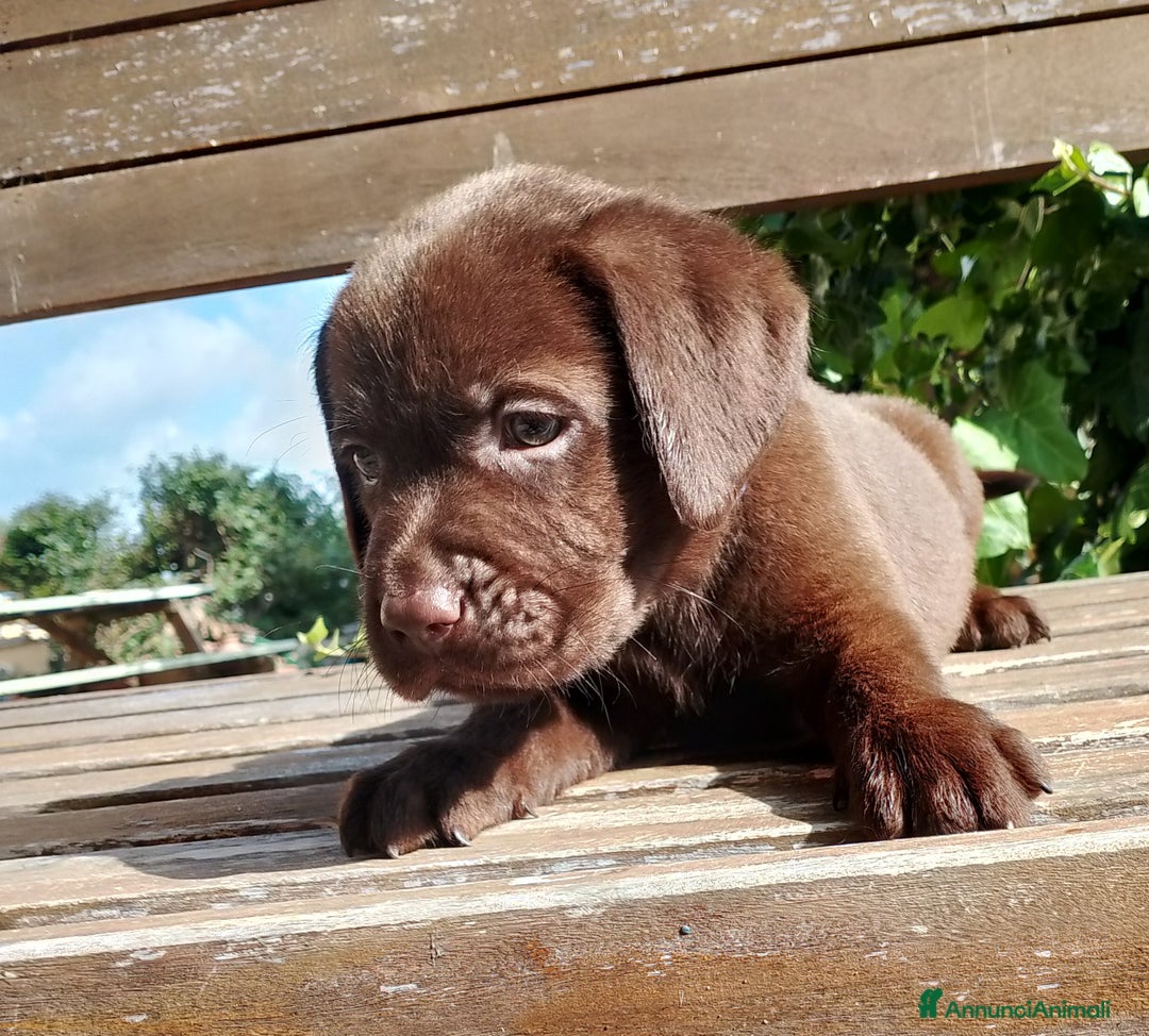 Labrador cani in vendita: Cuccioli Labrador Chocolate con pedigree enci a Metropolitan City of Rome Capital - Immagine 8