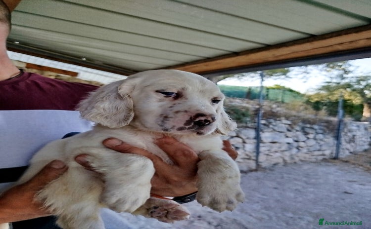 Setter Inglese cani a Provincia di Sassari - Annuncio 16