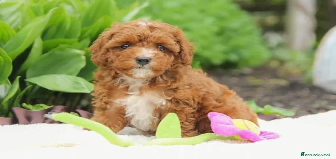 Immagine della galleria {{count}}