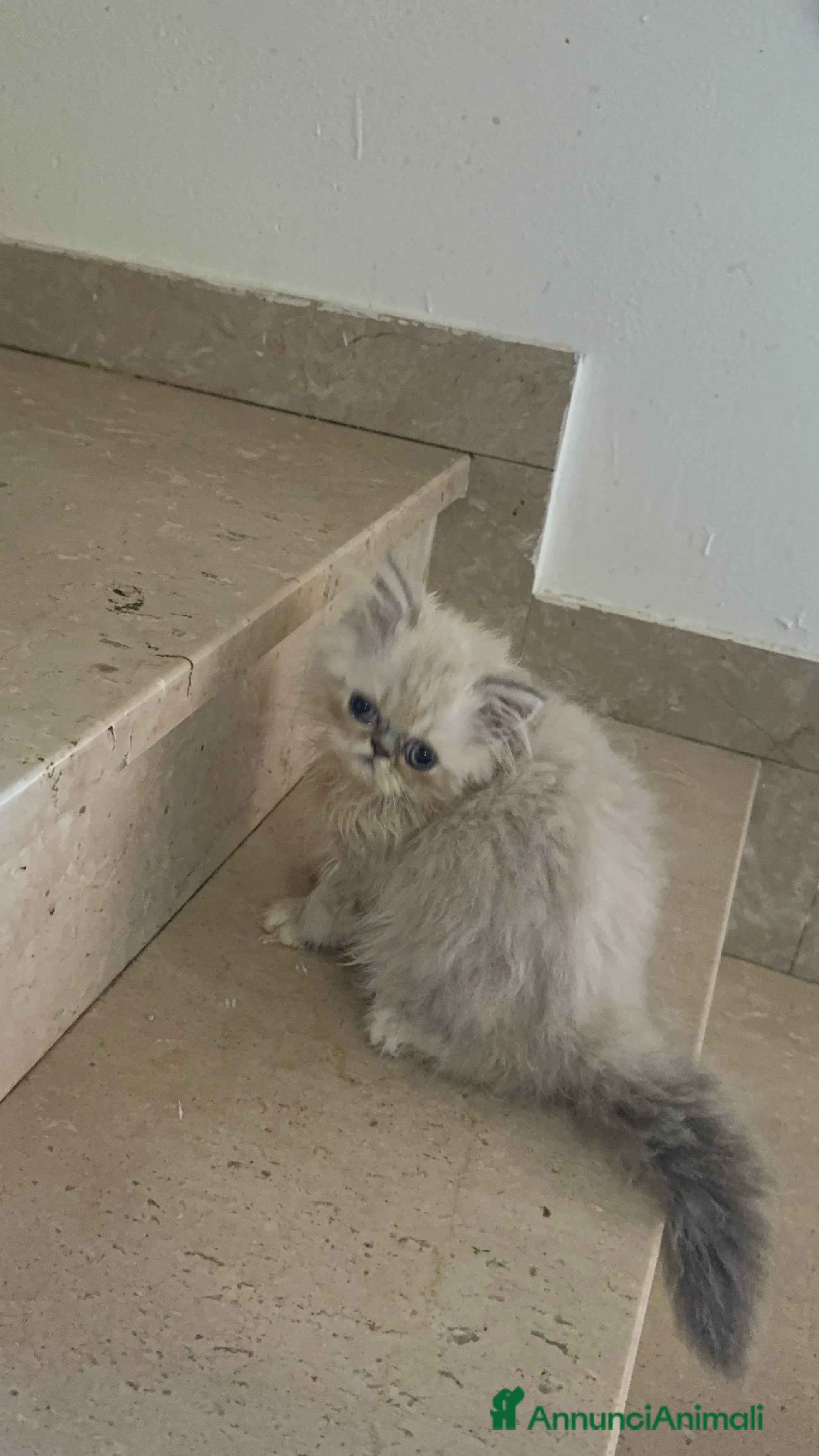 Exotic Shorthair gatti Cuccioli exotic shorthair e persiani  - Annuncio 5
