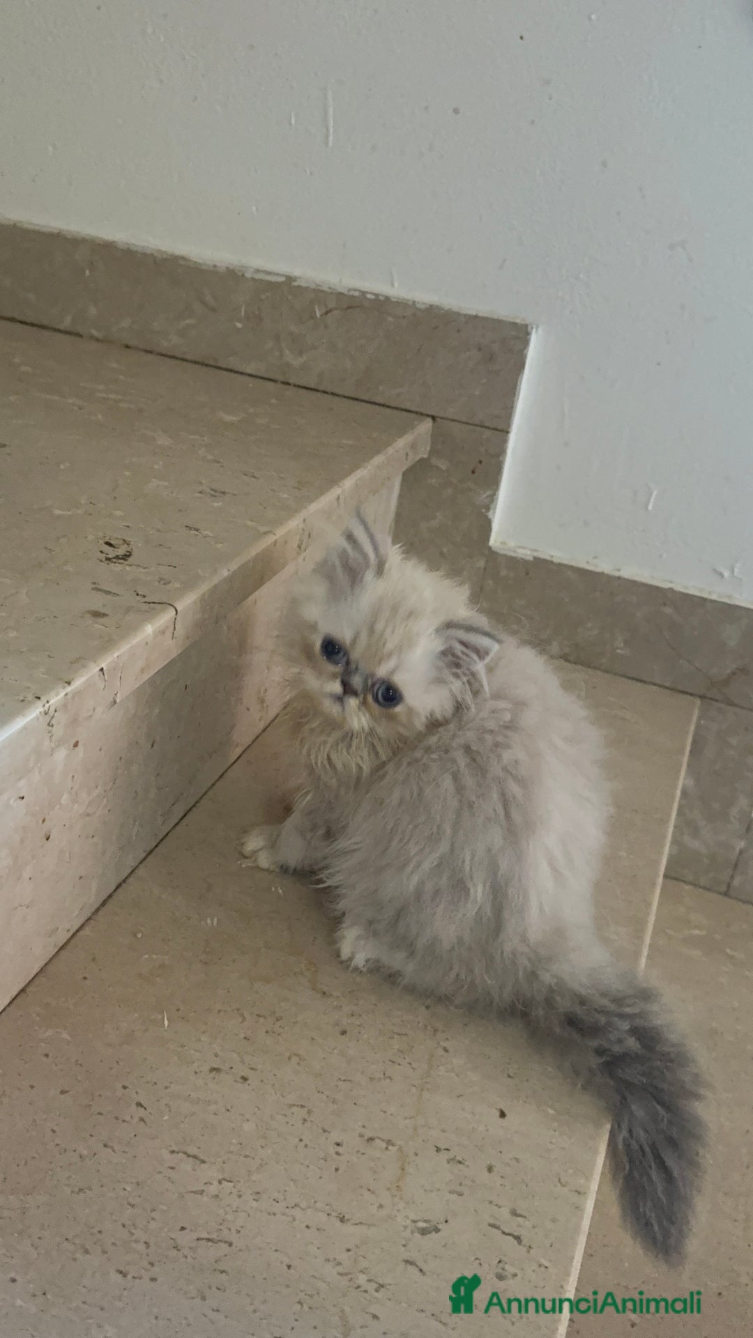 Exotic Shorthair gatti in vendita: Cuccioli exotic shorthair e persiani  - Annuncio 1