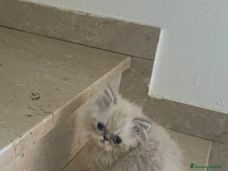 Exotic Shorthair gatti Cuccioli exotic shorthair e persiani - Annuncio 5