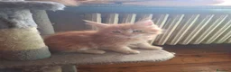 Maine Coon gatti in vendita: Ultime cucciole - Annuncio 6