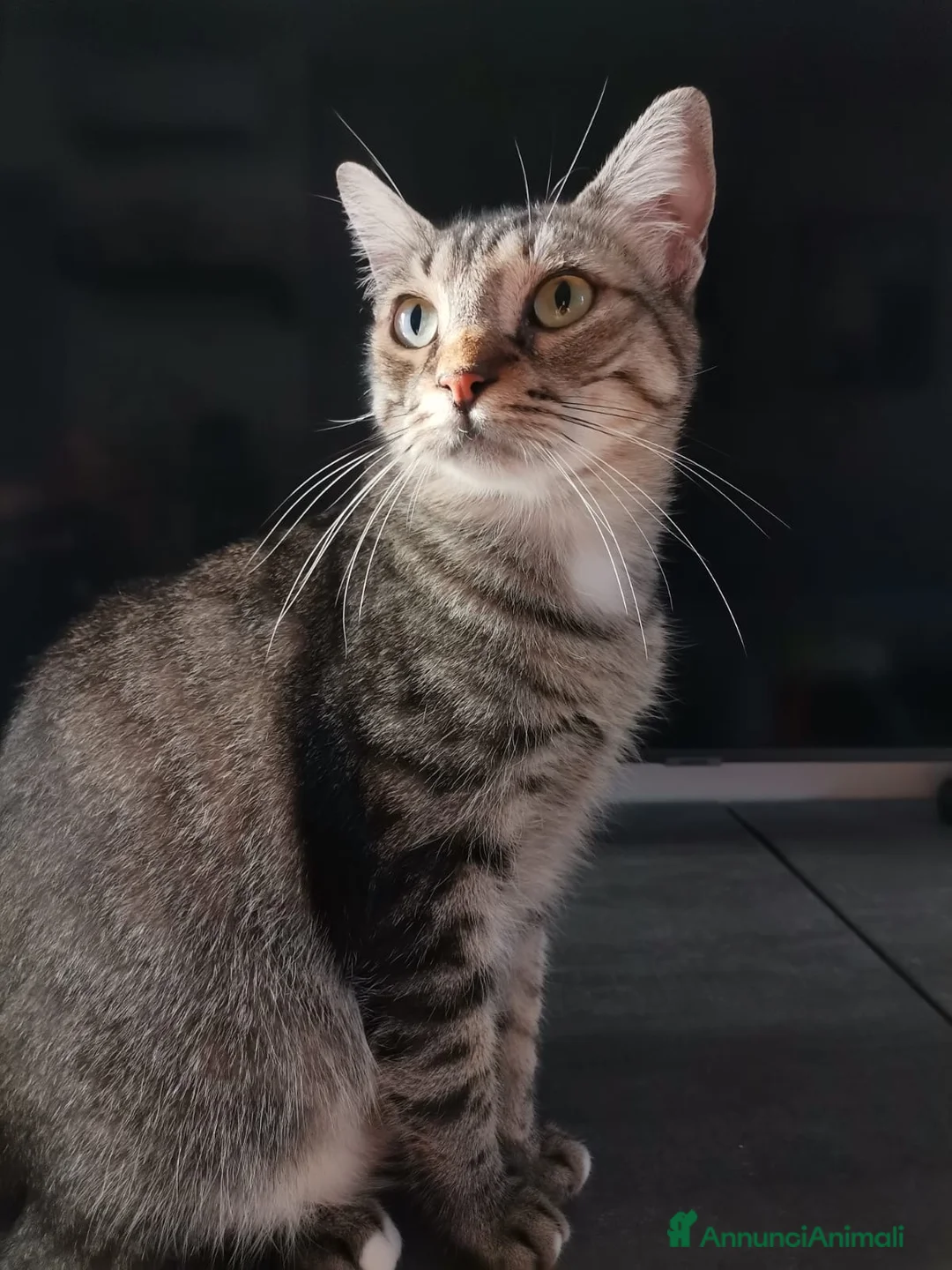 Europeo gatti in regalo: Gatto europeo maschio tigrato  - Annuncio 6