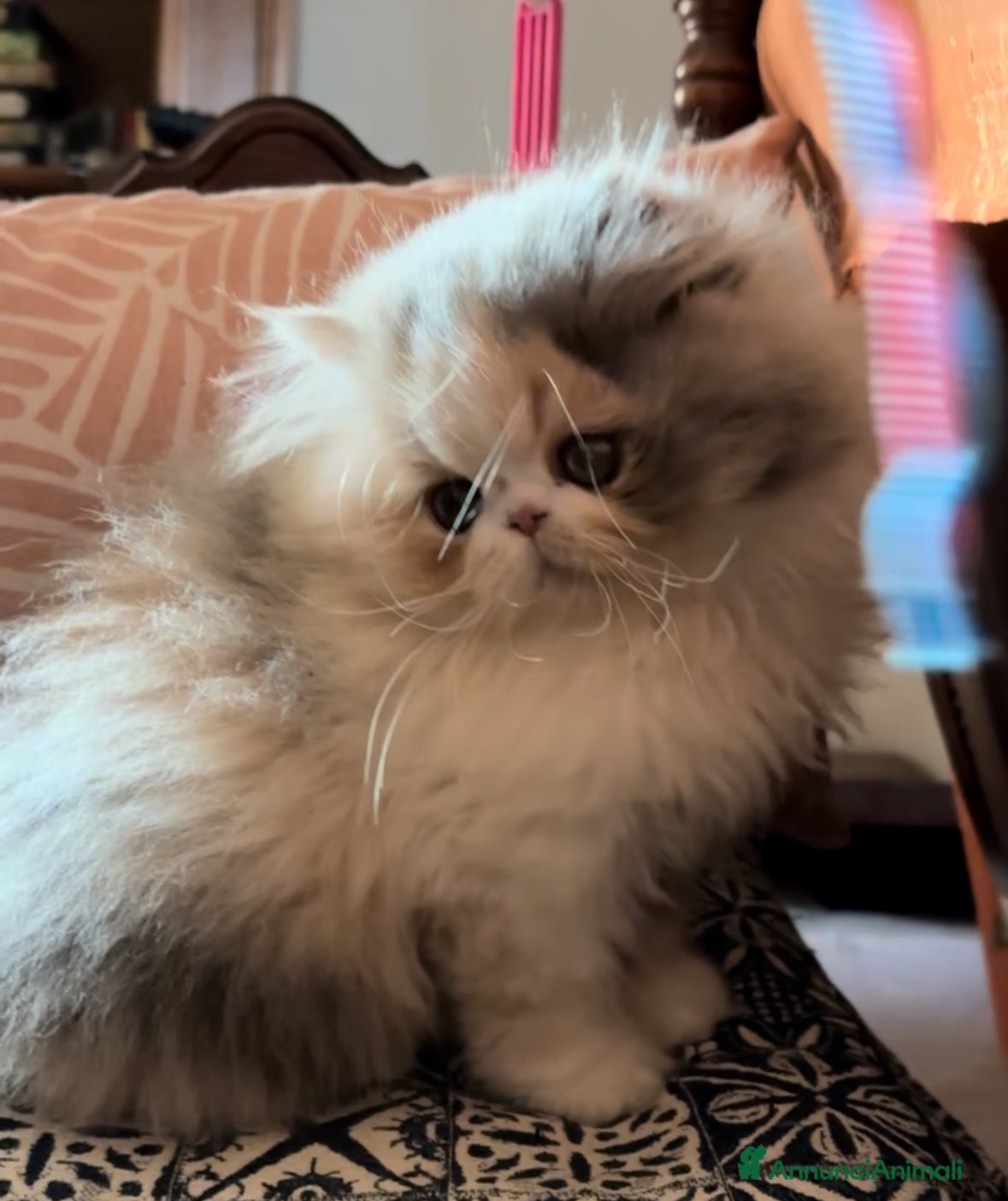 Persiano gatti Nia cucciola persiana pedigree Anfi - Annuncio 4