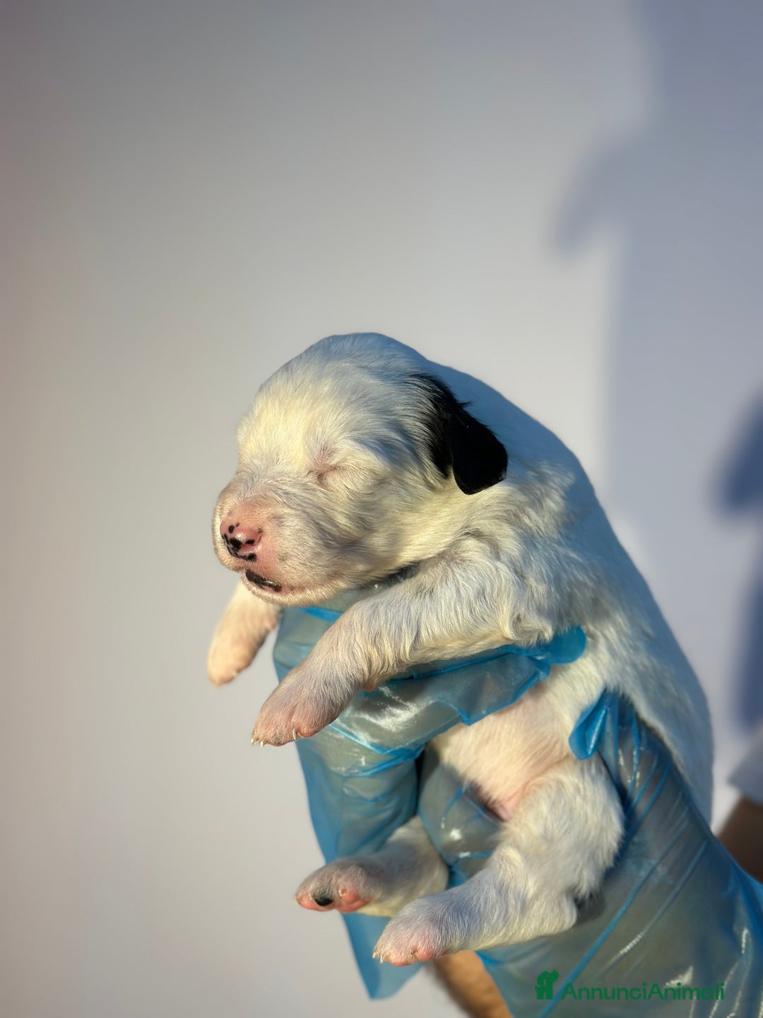 Altre razze cani in regalo: 🆘 CUCCIOLI CERCANO CASA  - Immagine 4