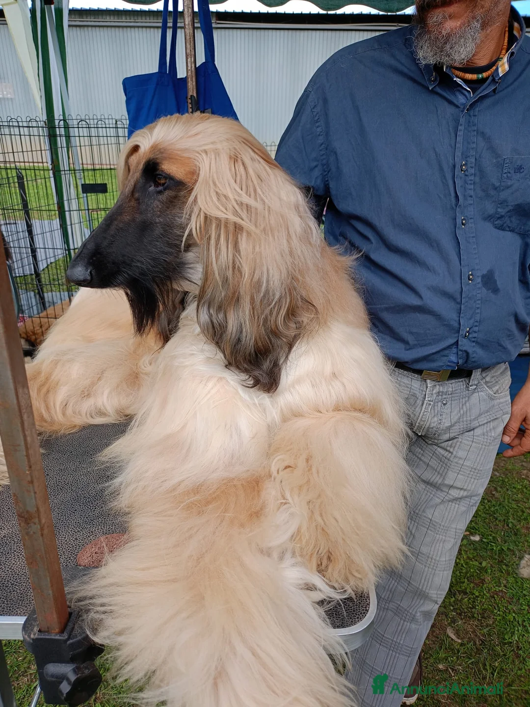 Levriero cani in vendita: LEVRIERO AFGANO BELLISSIMI CUCCIOLI - Annuncio 4