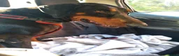 Meticcio cani in regalo: Asia simil Dobermann 4anni ok gatti ADOZ DEL CUORE - Annuncio 2