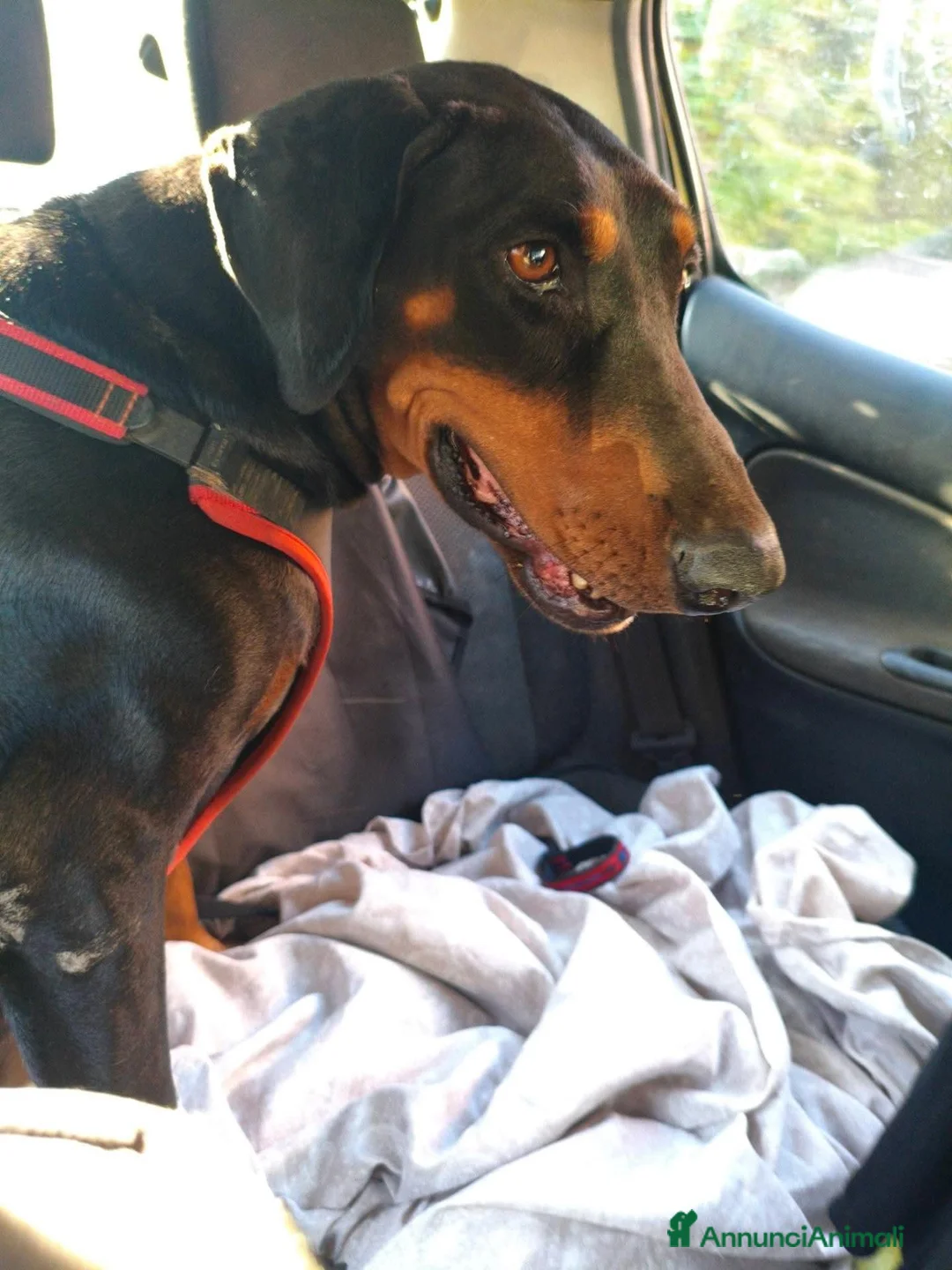 Meticcio cani in regalo: Asia simil Dobermann 4anni ok gatti ADOZ DEL CUORE - Annuncio 2
