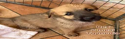 Meticcio cani in regalo: CUCCIOLI: URGENTE, TEMPO SCADUTO  a Provincia di Arezzo - Annuncio 8