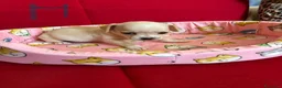 Chihuahua cani in vendita: chihuahua  a Provincia di Brescia - Annuncio 5