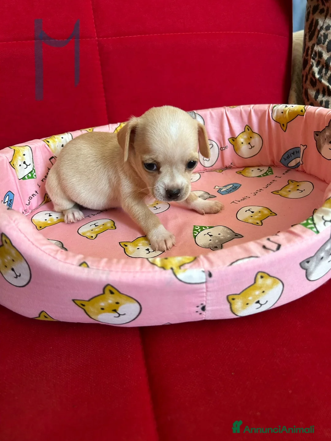 Chihuahua cani in vendita: chihuahua  a Provincia di Brescia - Annuncio 5