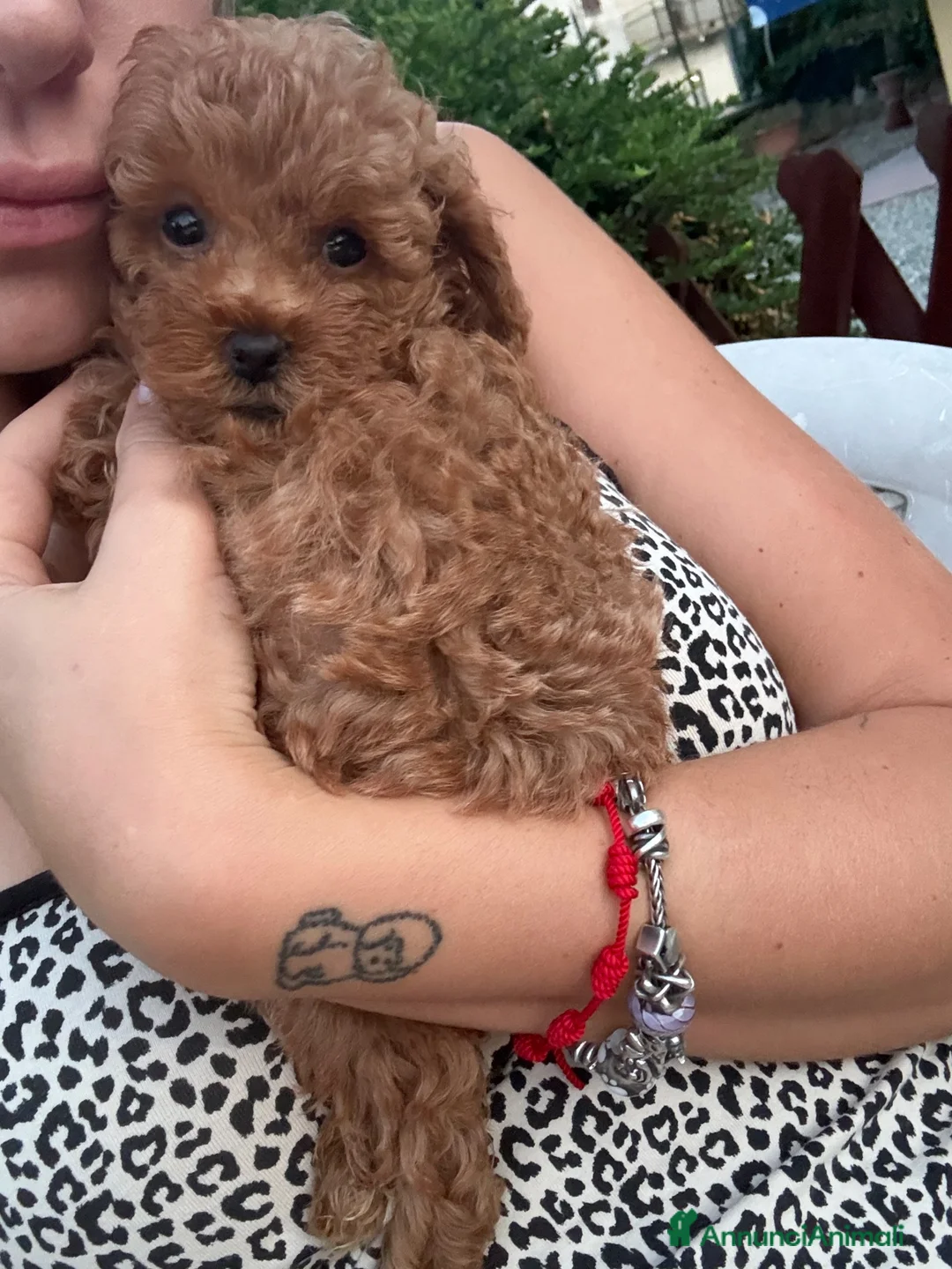 Barboncino Toy cani in vendita: Barboncino Toy con pedegree enci - Annuncio 5