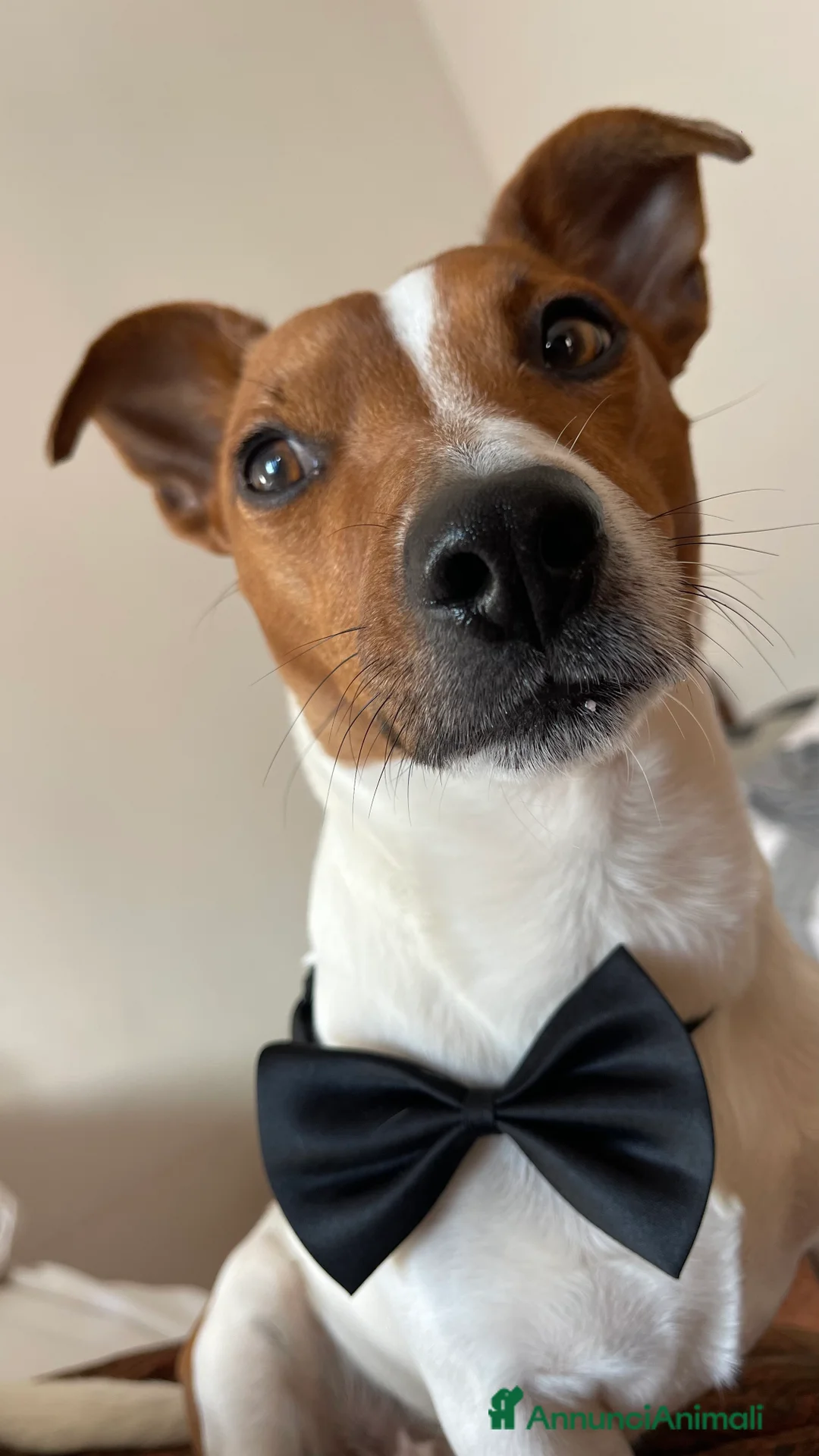 Jack Russell cani per accoppiamento: Cerco femmina jack per accoppiamento  a Città metropolitana di Roma Capitale - Annuncio 1