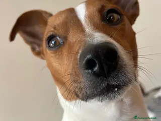 Jack Russell cani Cerco femmina jack per accoppiamento a Città metropolitana di Roma Capitale - Annuncio 1
