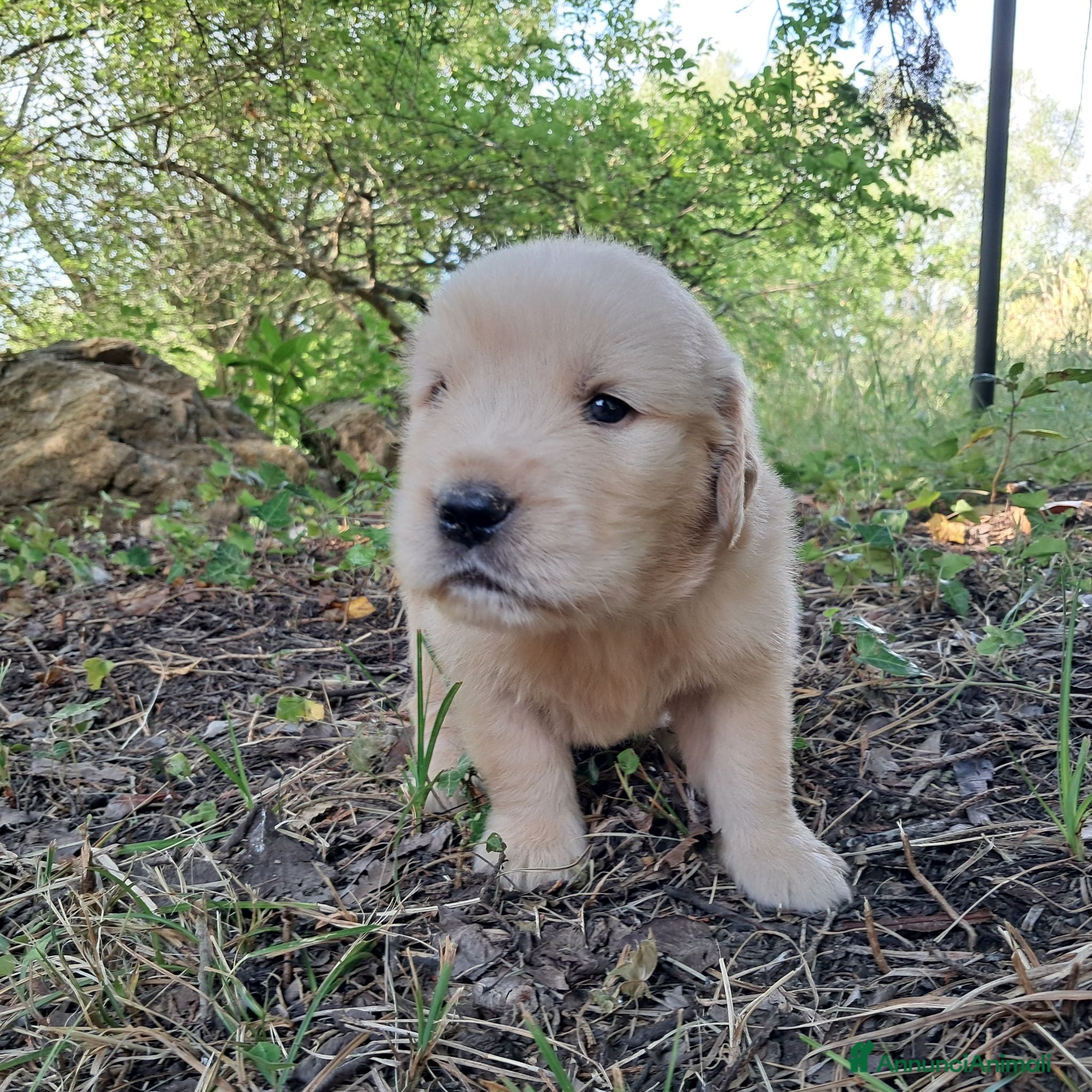 Golden Retriever cani Cuccioli Golden Retriever Americano  - Annuncio 3
