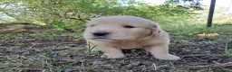 Golden Retriever cani in vendita: Cuccioli Golden Retriever Americano  - Annuncio 1