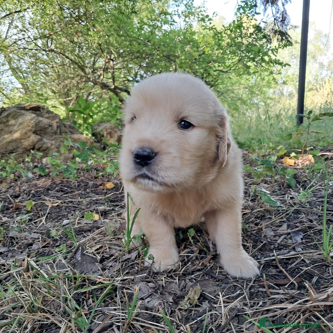 Golden Retriever cani in vendita: Cuccioli Golden Retriever Americano  - Annuncio 1