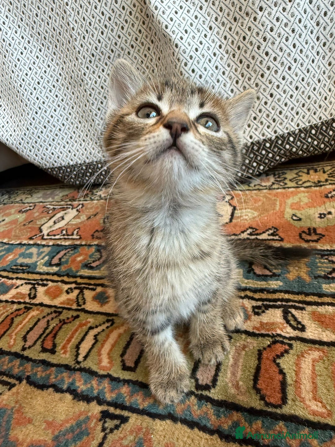 Altre razze gatti in regalo: GATTINI - Annuncio 13