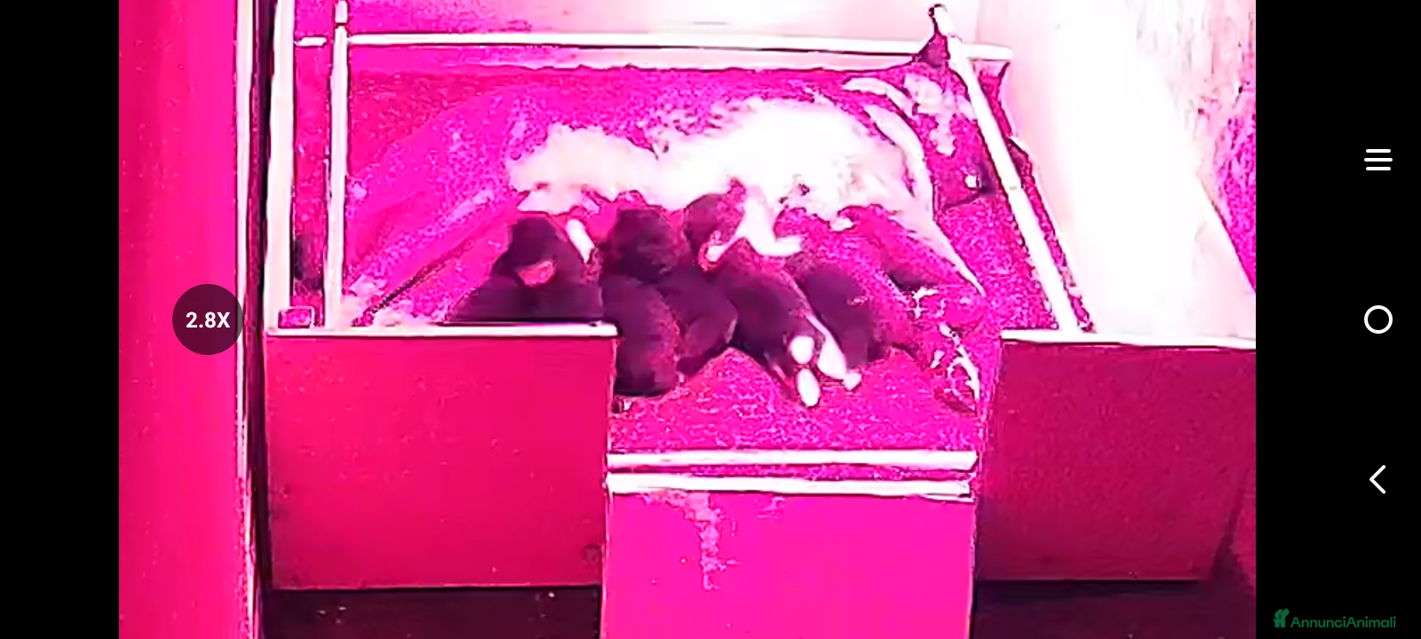 Akita Americano cani AKITA AMERICANO  - Annuncio 1