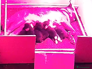 Akita Americano cani AKITA AMERICANO - Annuncio 14