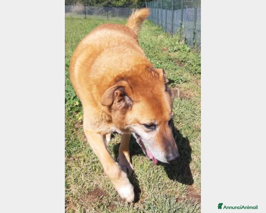 Meticcio cani in regalo: Folk, adozione del cuore  a Roma - Annuncio 4