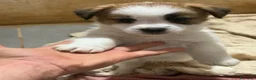 Jack Russell cani in vendita: Cuccioli jack russell pedigree - Annuncio 7