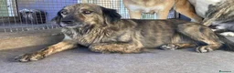 Meticcio cani in regalo: Bruschetta, urge adozione - Annuncio 2