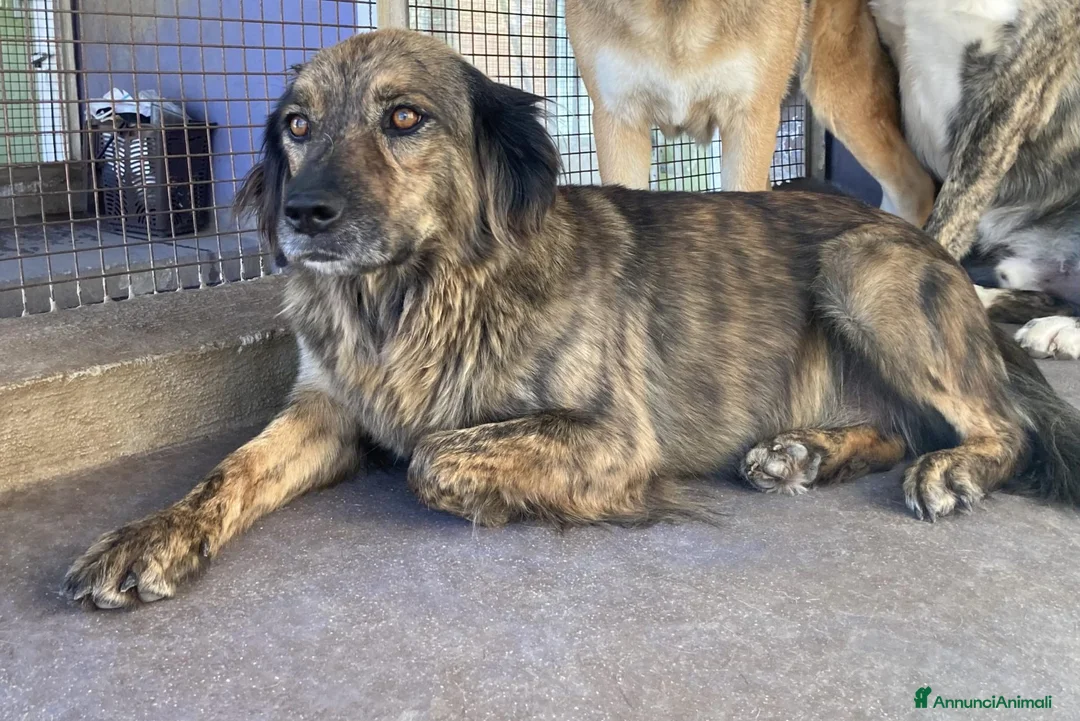 Meticcio cani in regalo: Bruschetta, urge adozione - Annuncio 2