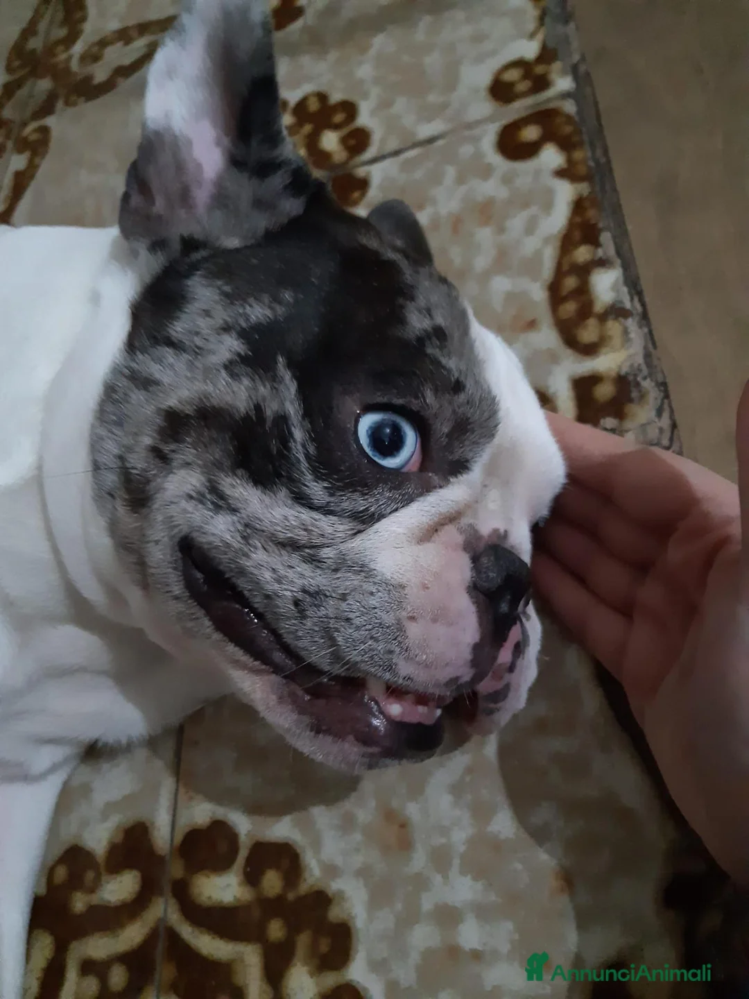 Bulldog Francese cani per accoppiamento: Bulldog francese per accoppiamento.   - Annuncio 2