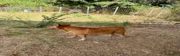 Meticcio cani in regalo: Roxana e Basilio: adozione di coppia nonnini - Annuncio 7