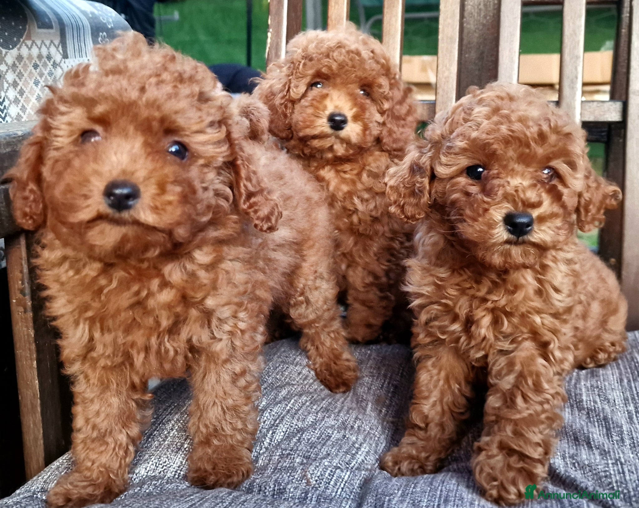 Barboncino Toy cani in vendita: Barboncino mini toy e Teacup Red brown  - Annuncio 11