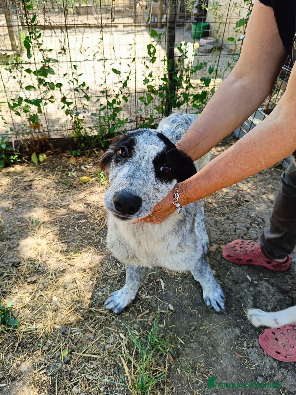 Meticcio cani BERNA  a Provincia di Avellino - Annuncio 17