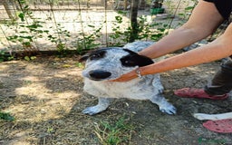 Meticcio cani in regalo: BERNA  a Provincia di Avellino - Immagine 1