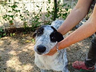 Meticcio cani BERNA a Provincia di Avellino - Annuncio 7