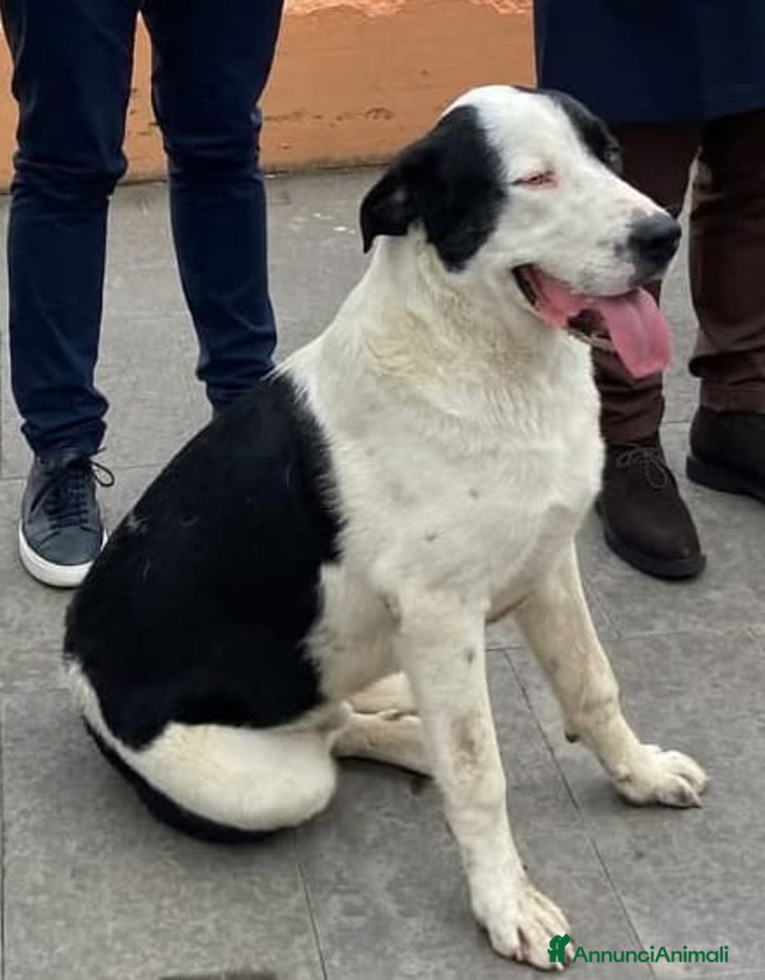 Altre razze cani in regalo: Bruno, super cucciolone dolcissimo cerca casa  - Annuncio 3