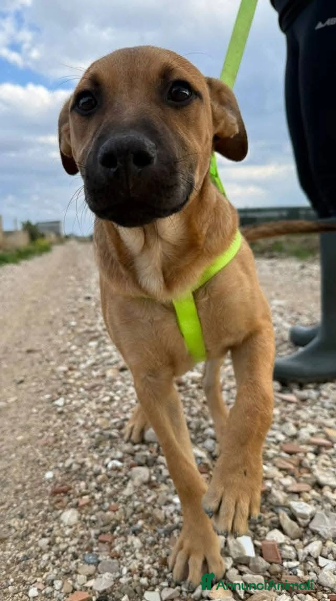 American Bully cani in regalo: Andreas - Annuncio 2